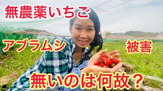 【自然栽培】無農薬いちごのアブラ虫被害について4年目の農家が赤裸々に話しました