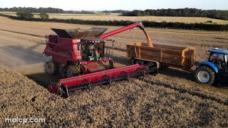 4Kᵁᴴᴰ Harvest 2023: Case IH 7250 Axial Flow combine cutting wheat in Friston, Suffolk.