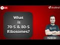 What is 70-S & 80-S Ribosomes ?  (Prokaryotic vs Eukaryotic ribosomes)| BIOLOGY Class By Part sir