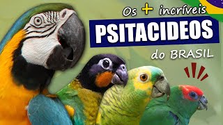 ARARAS, PAPAGAIOS, maitacas e periquitos do Brasil | Terra dos Psitacídeos!