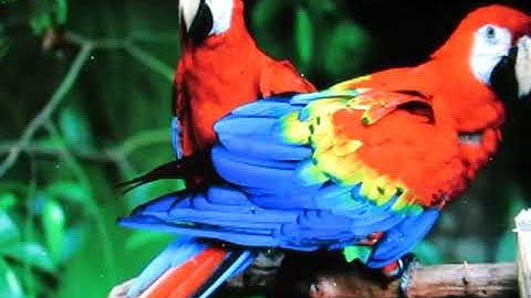 Fpga Dvi  Video Card