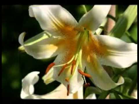 سميح شقير ولا يوم