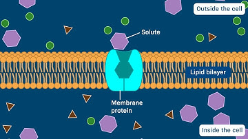Carrier proteins: Uniporters, Symporters, and Antiporters