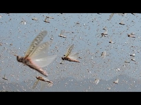 فلم وثائقي عن الجراد في اليمن وكيف اكلت الاخضر واليابس