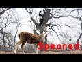 Deadly Intentions / Spear Hunter