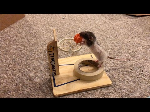 My Dwarf Rat Butter Learns Basketball - Part 1!