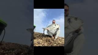 orata 4,2 kg una big inaspettata #big #fishing #orata #pesca #4k