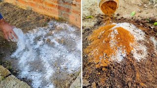 картинка: Из МЕРТВОЙ почвы в суперпочву! (Самостоятельные методы без затрат, которые творят чудеса)