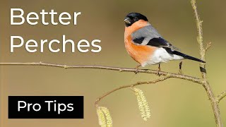 How to Use Perches for Small Birds: A Photography Tutorial