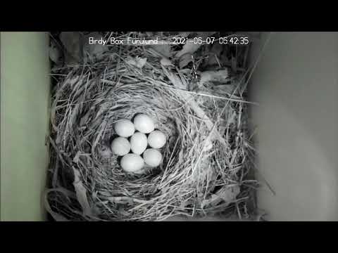 Video: Världens äldsta Kända Vildfågel Lägger Ytterligare Ett ägg Vid 68 år