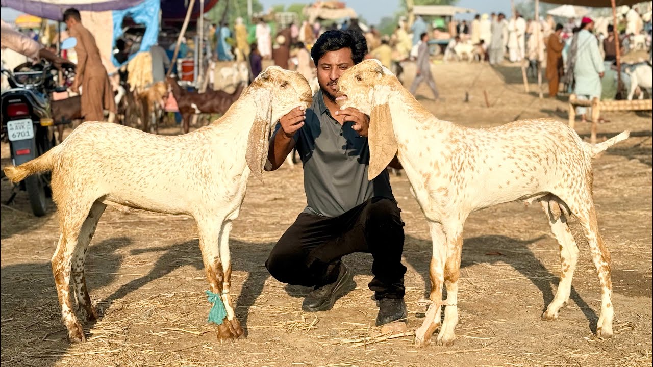 Duniyapur Bakra Mandi Makhi Chena Bakre Qurbani 2026 Mazhar Biba Official 