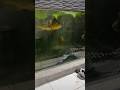 Keganasan ikan predator toman