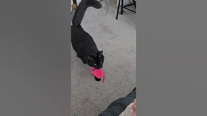 Watch the video about Maine coon dog #mainecoon #smartcat #animalshorts