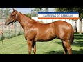 Las carreras en el Hipódromo de las Américas - YouTube