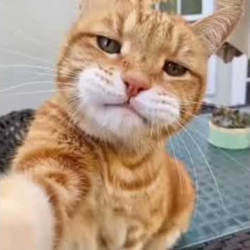 PRESENT ALIGHT MOTION || KUCING BY ONE DEK || DJ ENDA PAKAYA X LELOLAY