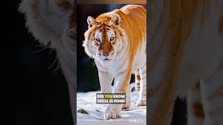 DID YOU KNOW ABOUT GOLDEN TIGERS🤯🤯!!#animals#tiger#viral#animalfacts#shorts#facts