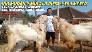 TM FARM TURUNKAN KAMBING QURBAN MONSTER SIAP MENDARAT DI TANAH ABANG JAKARTA