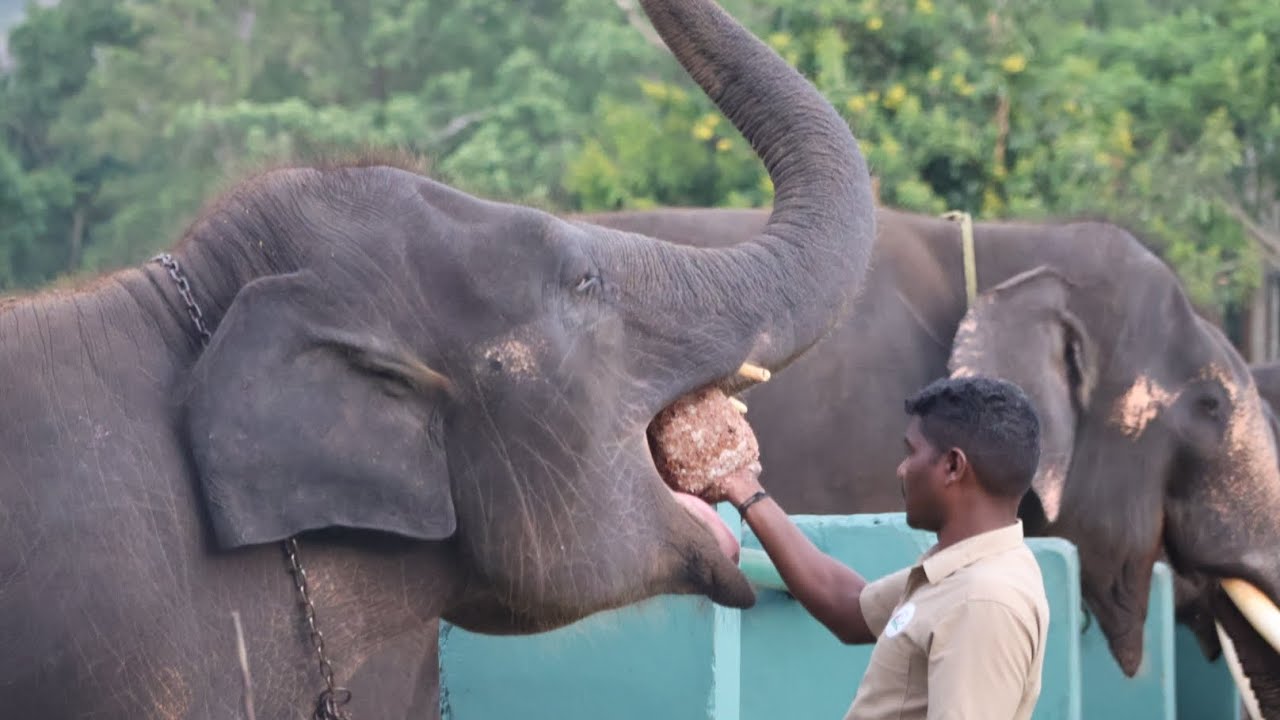 Theppakadu Elephant Camp | Mudumalai | Tamilnadu #wildlife#travel#new