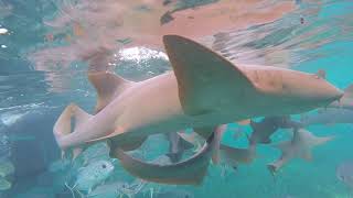 Staying Fit While Budget Traveling in Caye Caulker, Belize - No Gym, No Problem