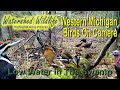 W Michigan Birds Caught on Trail Camera
