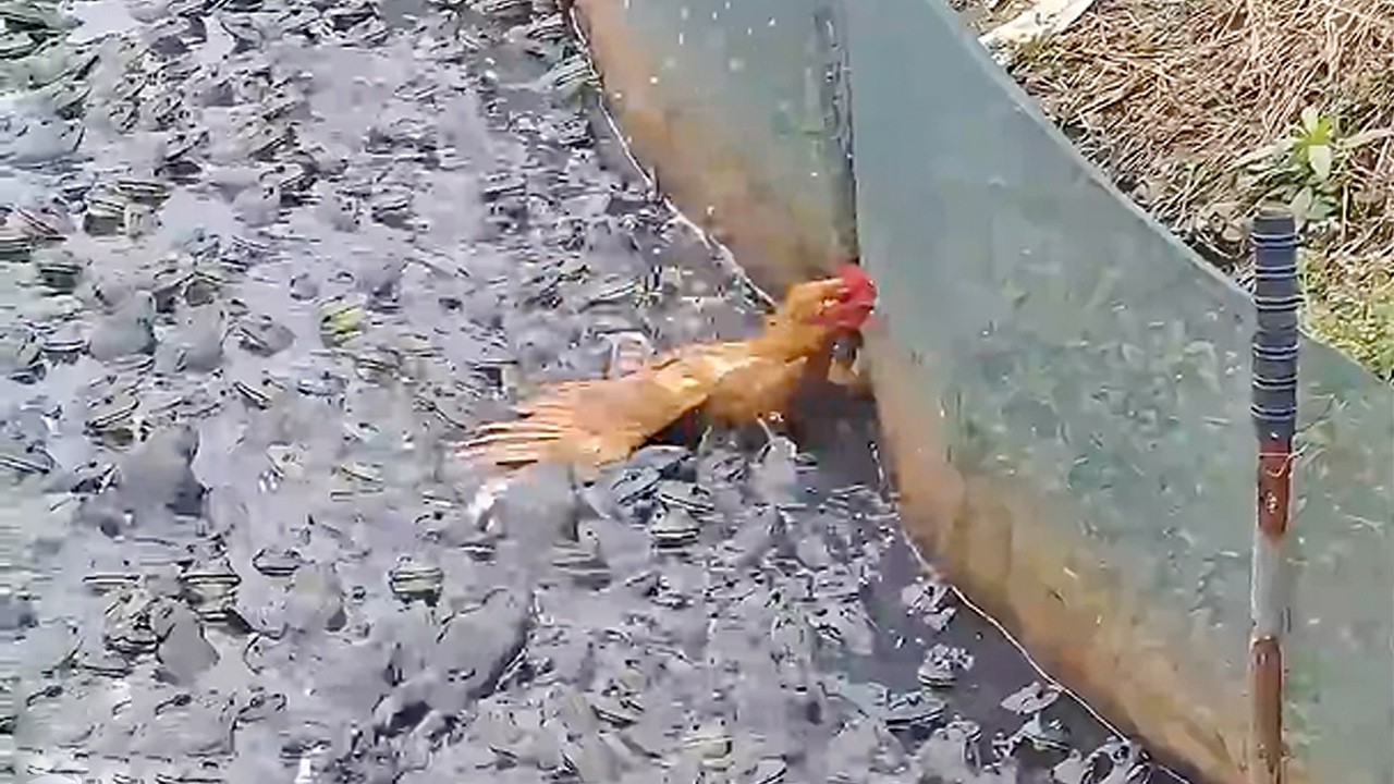 “Unbelievable Animal Moments You’d Never Believe Without Video” – Video