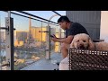 Bringing my dog to Vegas! // Tips for Road Trips with a Dog // f1b mini goldendoodle