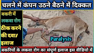 Tretment of Goat Paralysis|| बकरियों में लकवा रोग का इलाज दवा|| Bakri ko lakwa ka illj Medicine