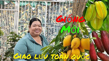 6/10& Giao lưu cây ăn trái .nhiều loai độc lạ giống mới xiêu trái #lh0398186607#bao Síp ...
