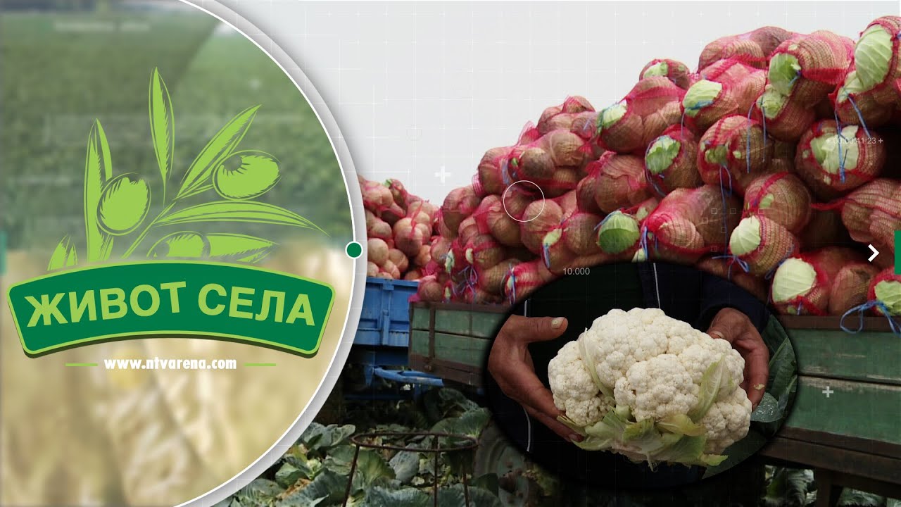 Povrtari u Crnjelovu nižu gubitke; Niske cijene kupusa i karfiola ne mogu pokriti troškove