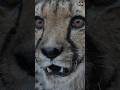 The Evolution of Cheetahs: Nature’s Speedsters