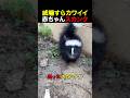威嚇すらカワイイ赤ちゃんスカンク
