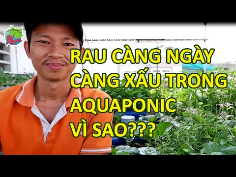 Video: Aquaponics thực tế: Duy trì hệ thống