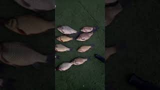 Архив 12.09.2025г.Г.Астана.Улов карася на пруду в черте города на поплавок на тесто.Dorfmann club.