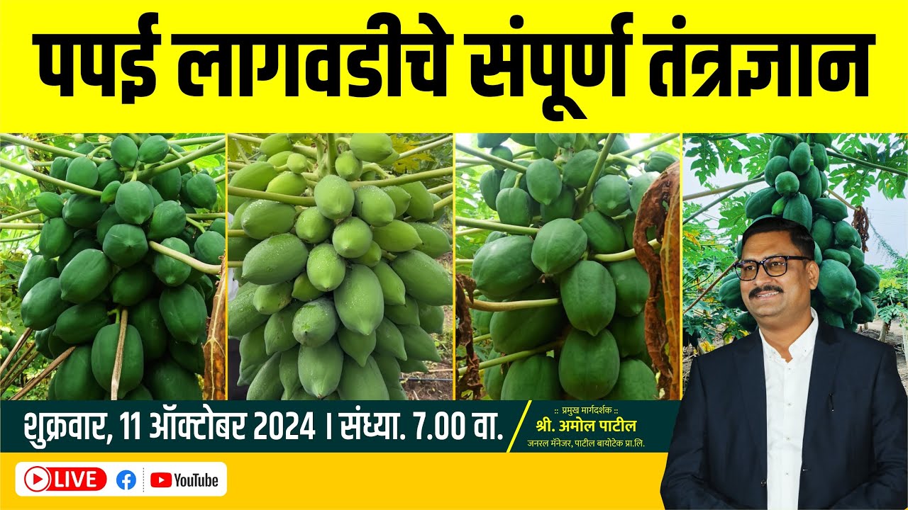 पपई लागवडीचे संपूर्ण तंत्रज्ञान #patilbiotech
