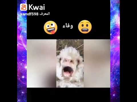 اشبع ضحك لهنا وفاء
