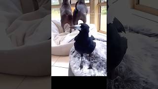 Crows are also talented mimics #crow #birds #cutepet #funny #crowfriend #happycrow #crowtok #fyp