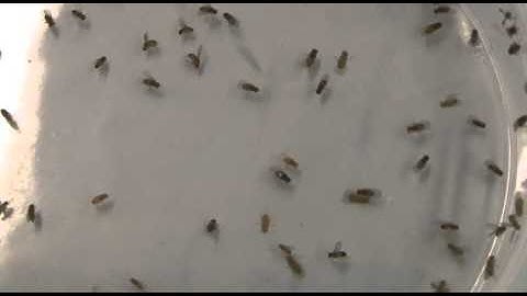 GENOME: EVOLUTION OF THE GPCR SUPERFAMILY