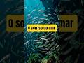 O sorriso do mar que guia a sardinha