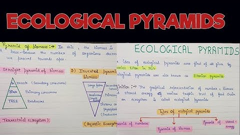 Ecological pyramids | Ecological pyramids in ecosystem | Ecological pyramids and its types