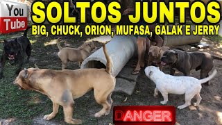 Soltamos Big, Chuck, Orion, Mufasa, Galak E Jerry Monte Dos Soares