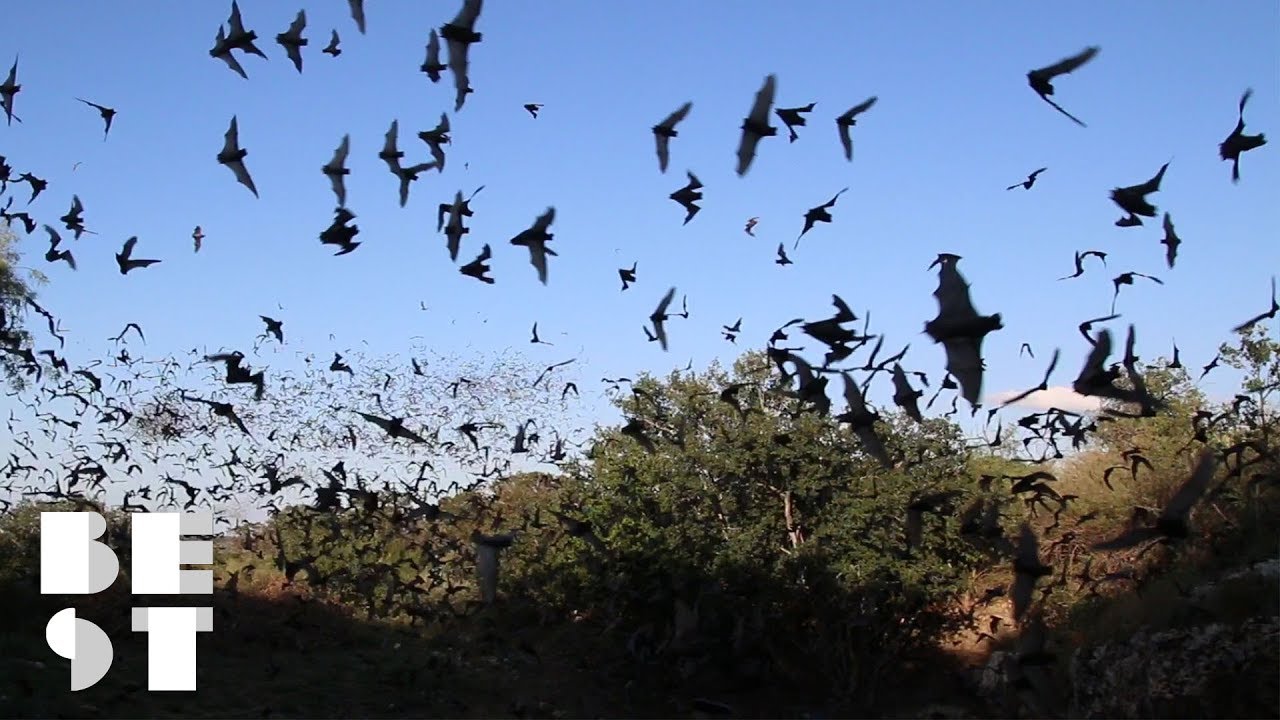 Try Not to Freak Out at This Bat Festival | Best Products