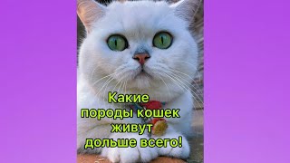 Отправь Лп Или Лд #Котики #Кот