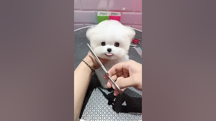 Teddy bear #dog!