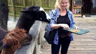 Llama spitting at me! by Dolores Shea 40,711 views 10 years ago 1 minute, 32 seconds