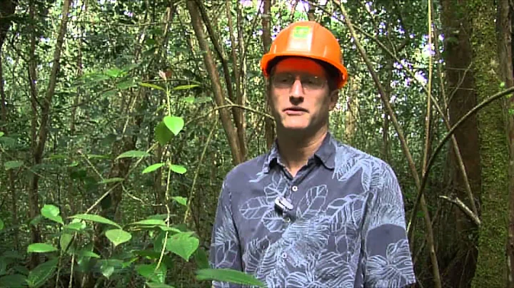 Science Perspectives - Strawberry Guava Biocontrol in Hawaii