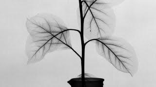 X-ray timelapse of fluid movement in plants, stop-motion animation, sensor teardown/repair