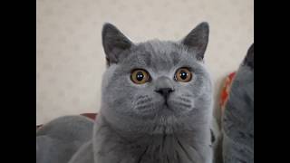 Британский котенок Amur, голубого окраса. Британский котенок Amur, голубого окраса.