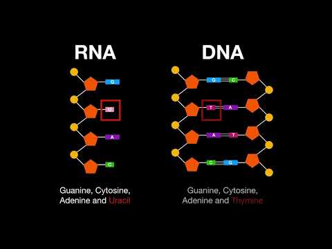 A1.2.7 Differences between DNA and RNA