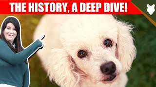 HISTORY DEEP DIVE POODLE