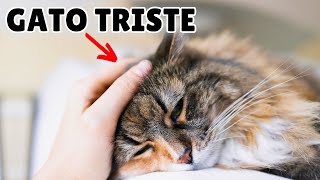 ¿Mi gato está TRISTE? ➡ Causas y señales (NO LAS IGNORES)